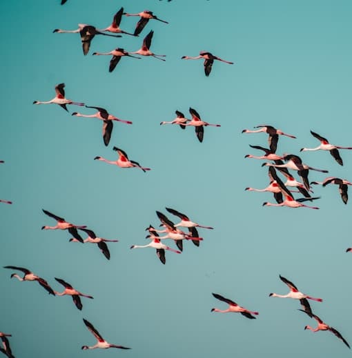 Akus Festival Foundation Day