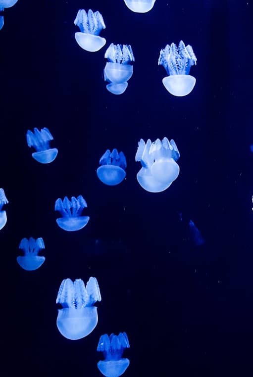 Feast of Sto. Tomas de Aquinas