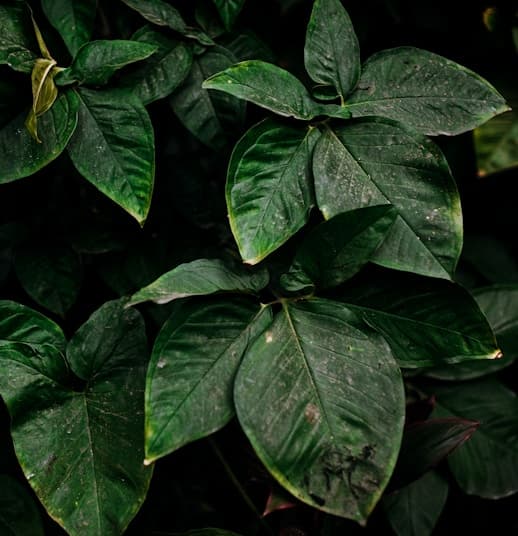 Harvest Season for Garlic