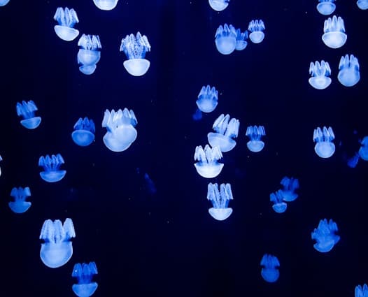 Feast of San Vicente Ferrer