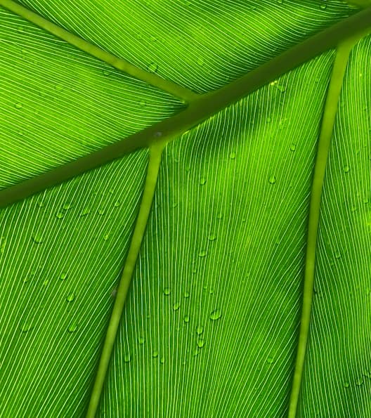 Feast of Saint Joseph