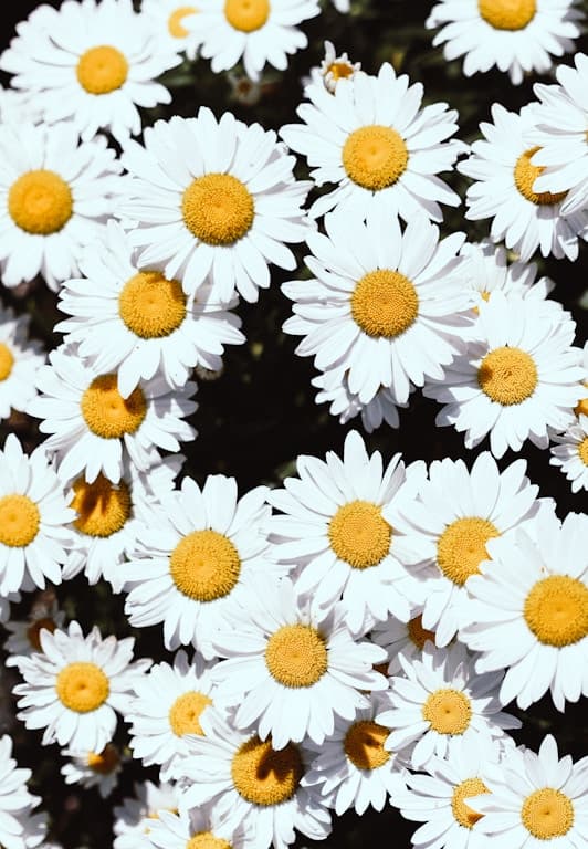 Kapayvanuvanua pre-fishing season ritual