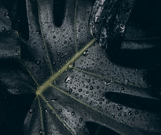 Feast of Saint Joseph