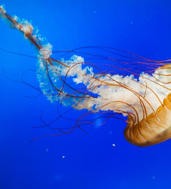 Feast of our Lady of Lourdes