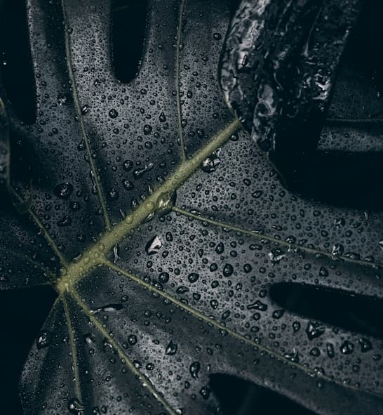 Akus Festival Foundation Day