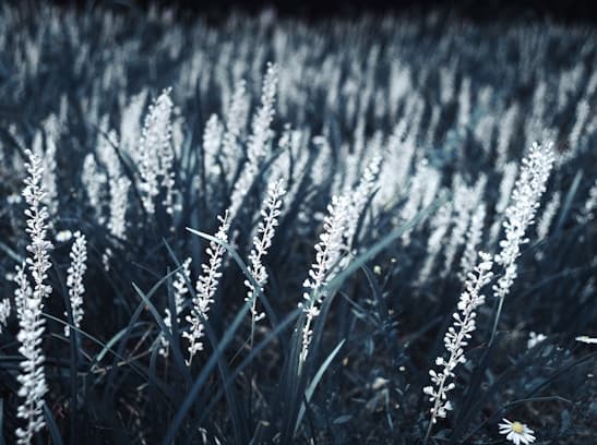 Feast of Sta. Ines de Monte Policiano