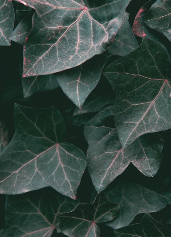 Feast of Sto. Tomas de Aquinas