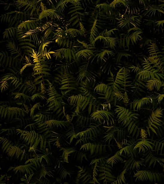 Vakul-Kanayi Festival