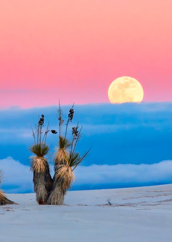 Fishing Season for the Flying Fish