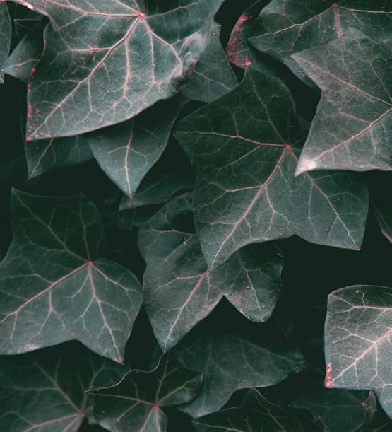 Feast of Sta. Ines de Monte Policiano