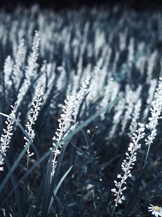 Vakul-Kanayi Festival