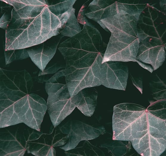 Kapayvanuvanua pre-fishing season ritual