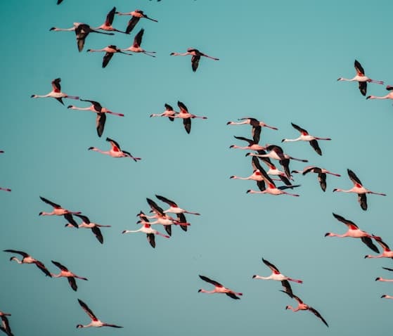 Harvest Season for Garlic