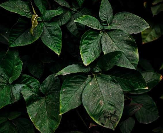 Vakul-Kanayi Festival