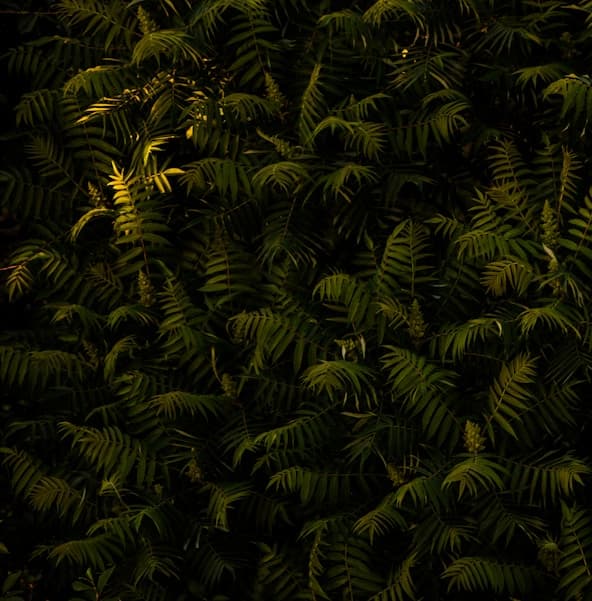 Feast of Sto. Tomas de Aquinas