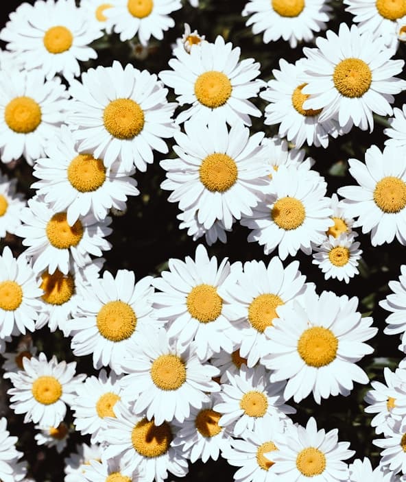 Feast of Sto. Tomas de Aquinas