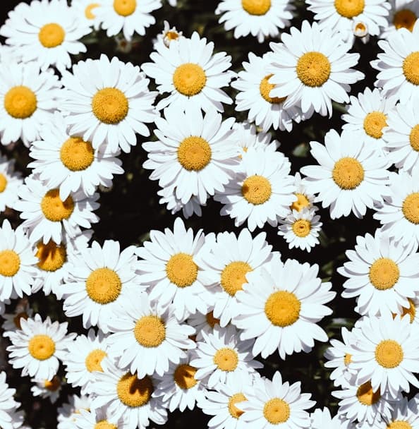 Feast of Sto. Tomas de Aquinas