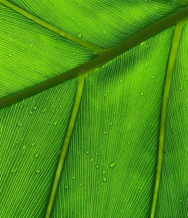 Feast of our Lady of Lourdes