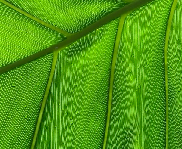 Akus Festival Foundation Day