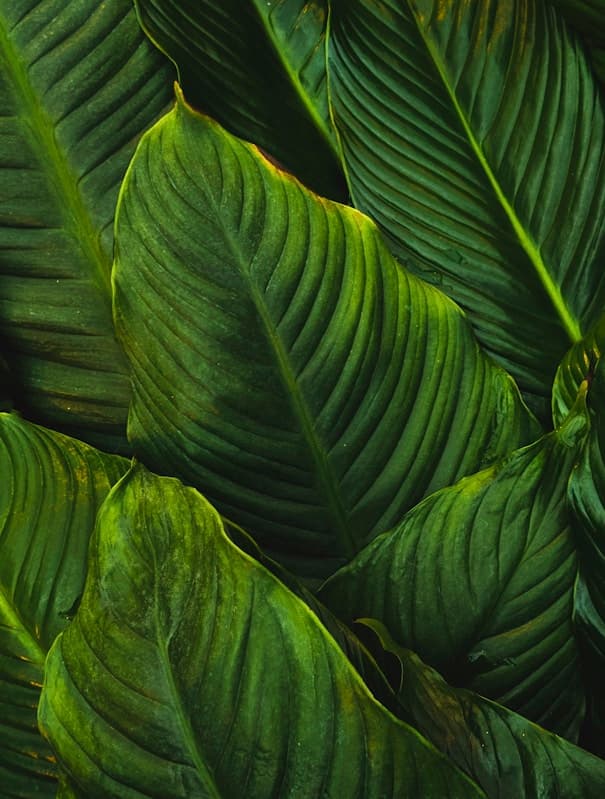 Feast of Sta. Ines de Monte Policiano