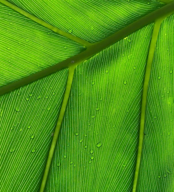 Feast of our Lady of Lourdes