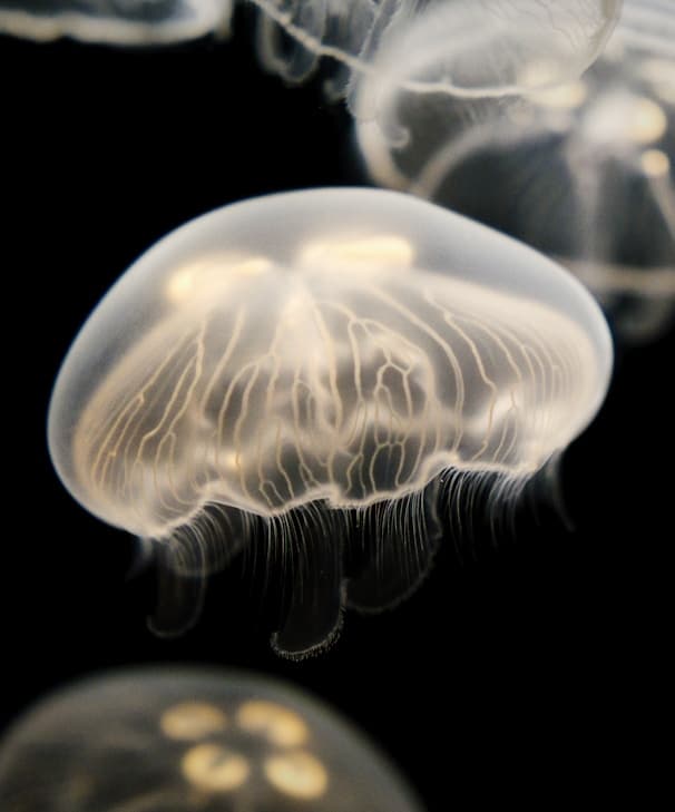 Feast of our Lady of Lourdes