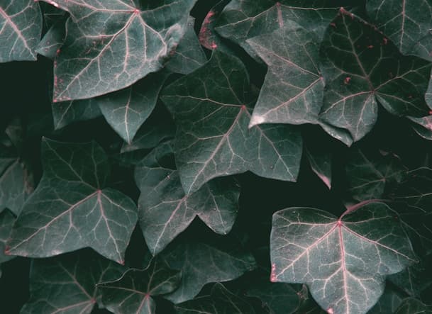 Feast of our Lady of Lourdes