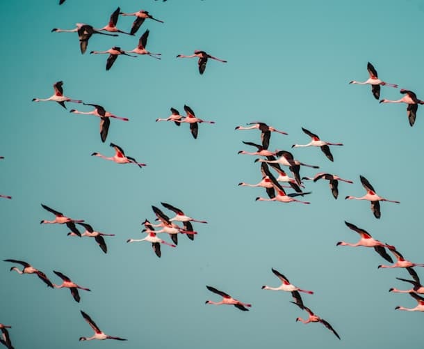 Kapayvanuvanua pre-fishing season ritual