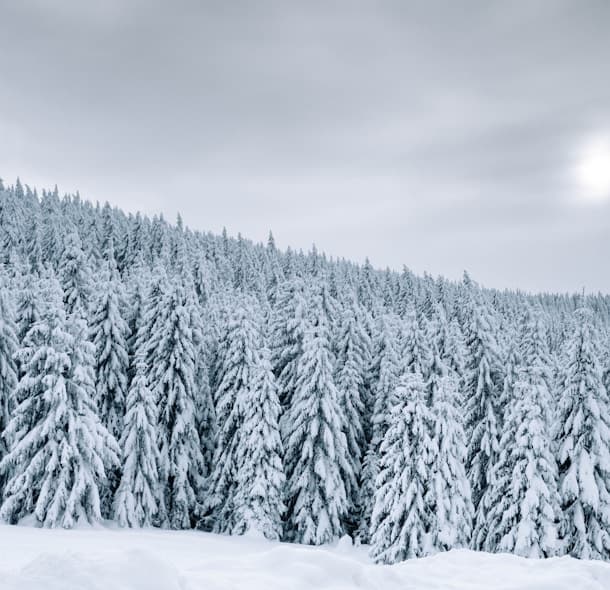 Akus Festival Foundation Day