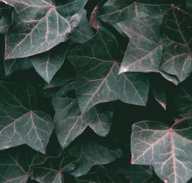 Feast of Our Lady of the Holy Rosary