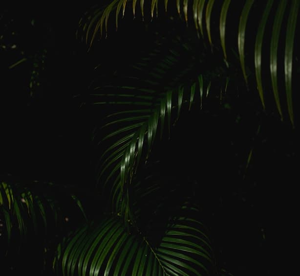 Feast of our Lady of Lourdes