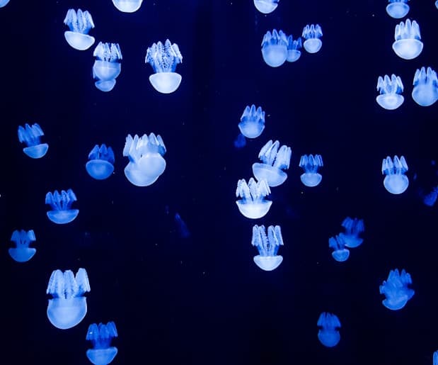 Feast of Miraculous Medal