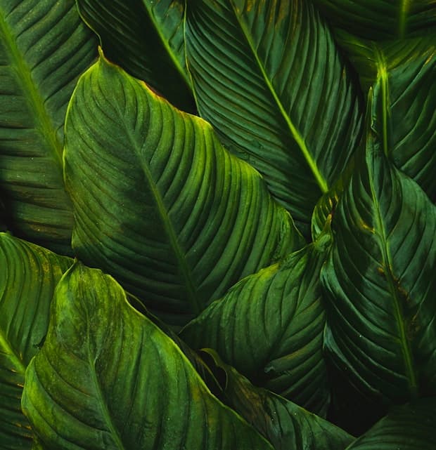 Feast of Our Lady of the Holy Rosary