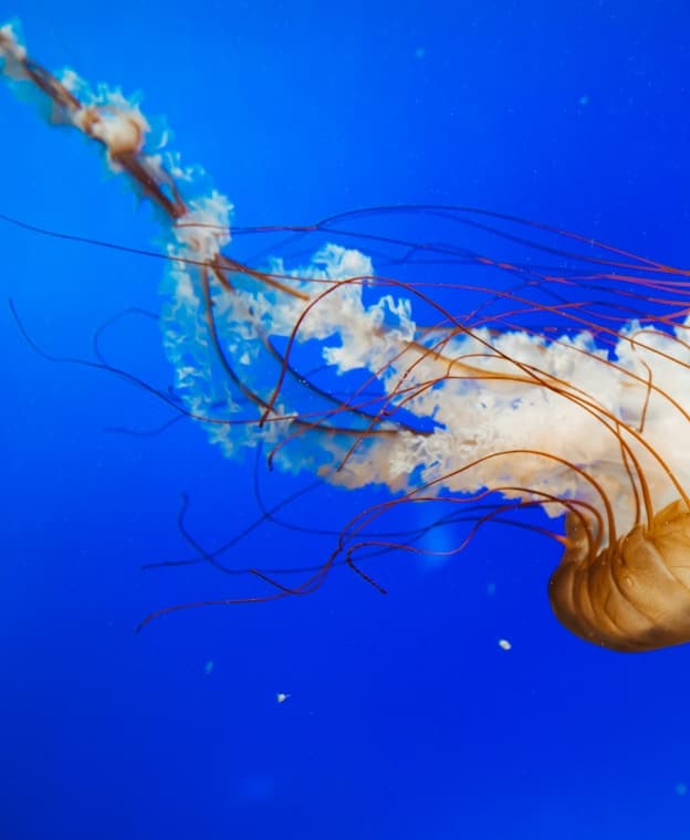Feast of our Lady of Lourdes