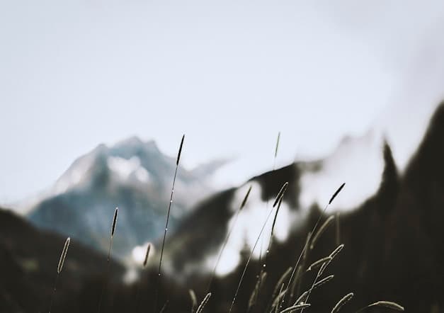Harvest Season for Garlic
