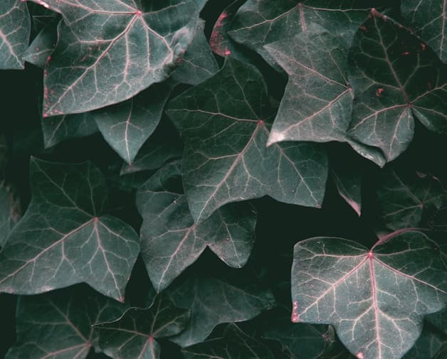 Feast of Our Lady of the Holy Rosary