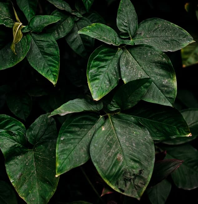 Feast of Sta. Ines de Monte Policiano