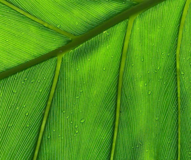Harvest Season for Garlic