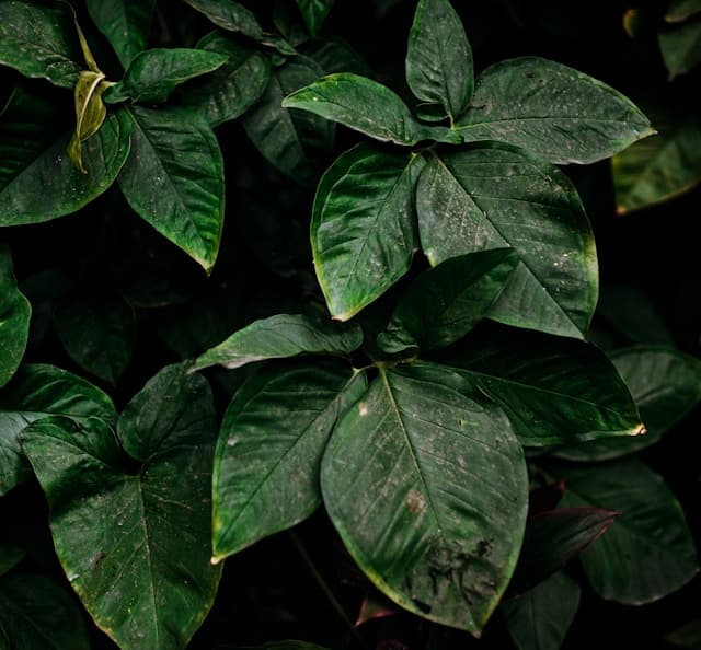 Feast of Saint Joseph