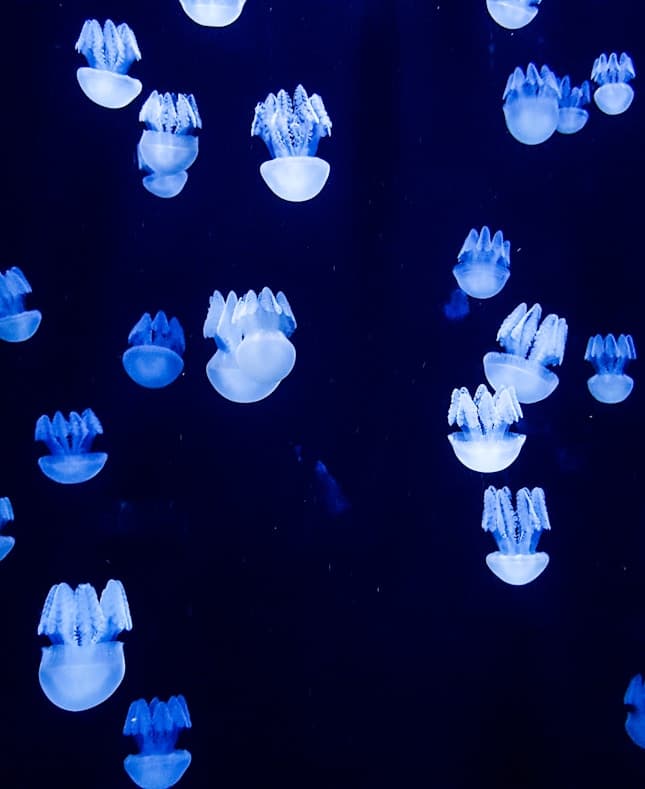 Harvest Season for Garlic