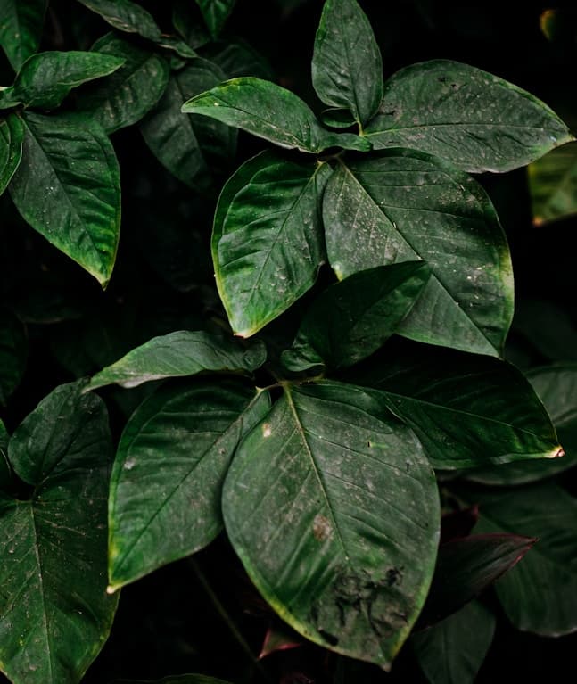 Feast of Our Lady of the Holy Rosary