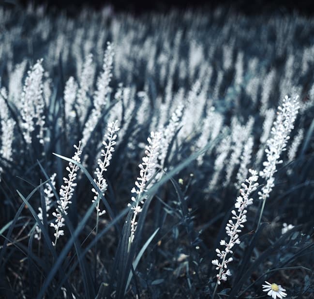 Feast of Sta. Ines de Monte Policiano