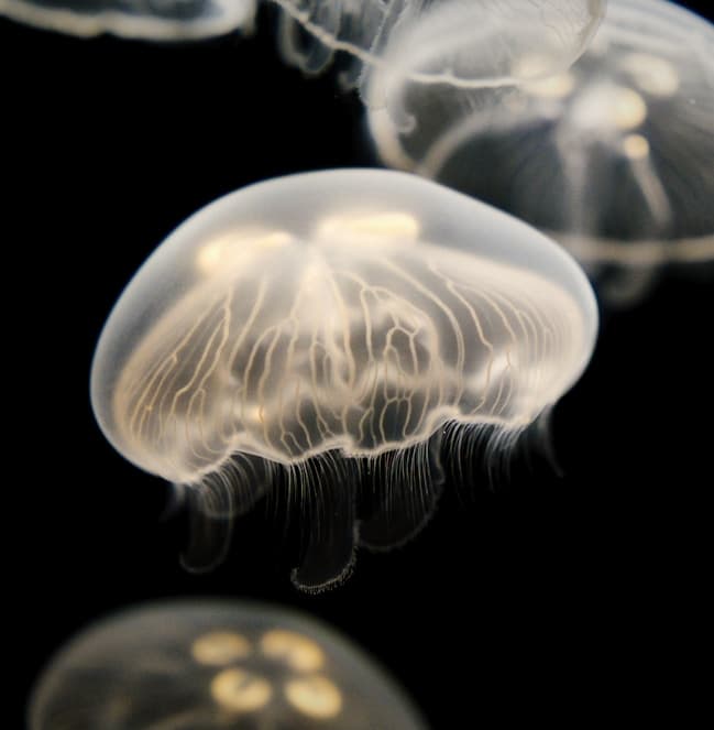 Feast of our Lady of Lourdes