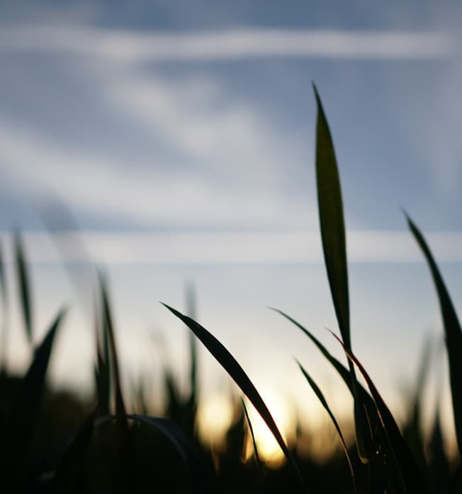 Feast of Our Lady of the Holy Rosary