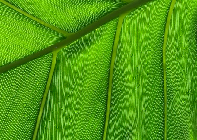 Fishing Season for the Flying Fish