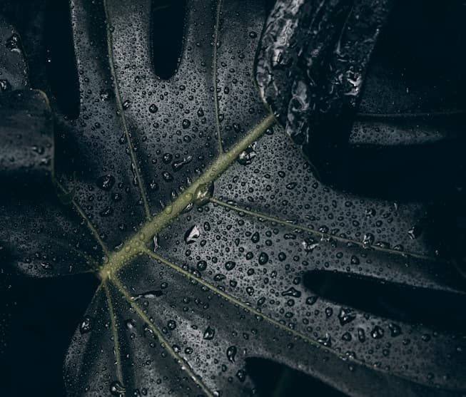 Feast of Sto. Tomas de Aquinas