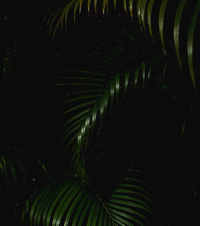 Feast of Our Lady of the Holy Rosary