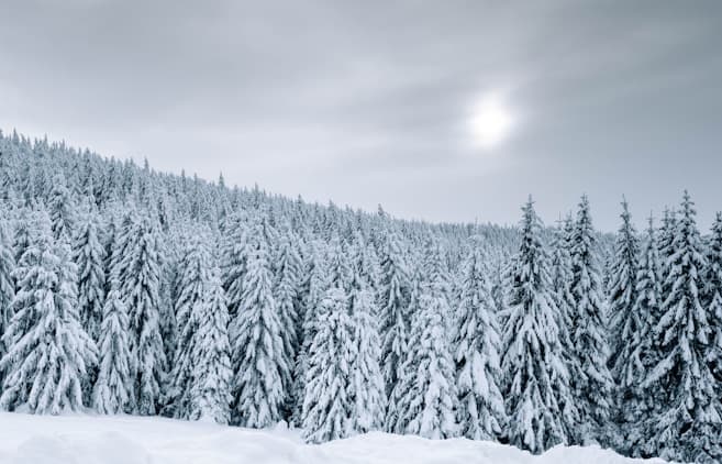 Akus Festival Foundation Day