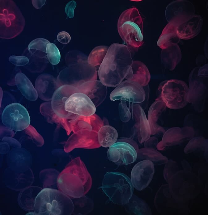 Vakul-Kanayi Festival