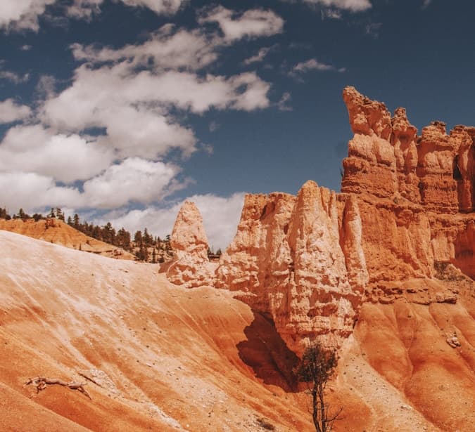 Harvest Season for Garlic